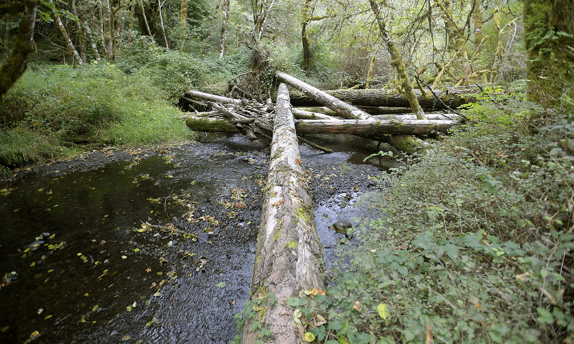 Shiver River Tree Farm11-my